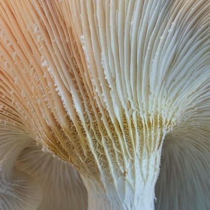 Kingman woman pleads guilty to illegal mushroom-growing operation – The Standard Newspaper