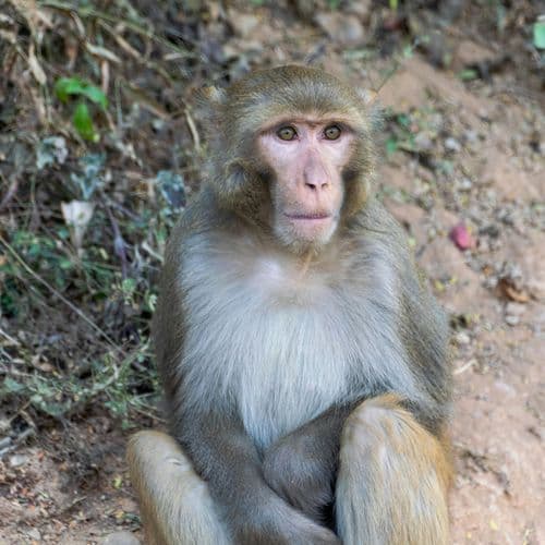 Scientists named this rare black snake after Steve Irwin. It's a new species