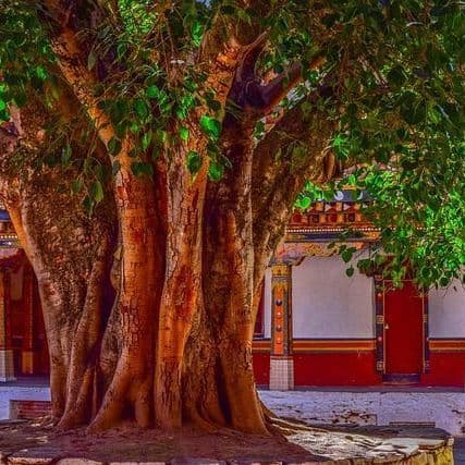 Pakistan and India Are Drawn in Same Group of T20 World Cup