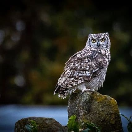 Avian flu season: Message from WDFW and Kwiaht