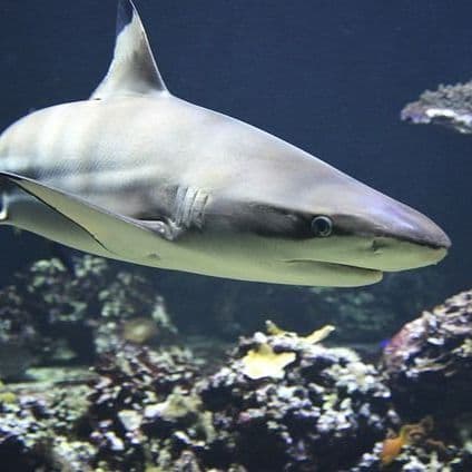 Scientists Still Don't Know Why Sharks 'Freeze' when Turned Upside Down
