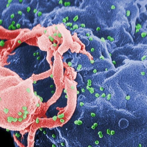 Maintain Timely HIV, Syphilis and Hepatitis C Screening in Campeche