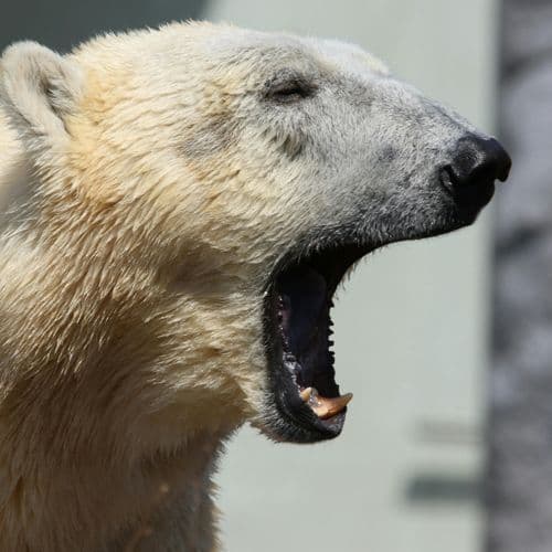 A Bear and a Seal Playing? What Hides Viral Images of Animals Created with Ai