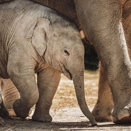 Elephants and Ivory with John Beusterien
