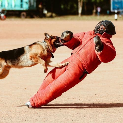 Letter: A very loud answer to animal attack - Ashland News - Community-Supported, NonProfit News
