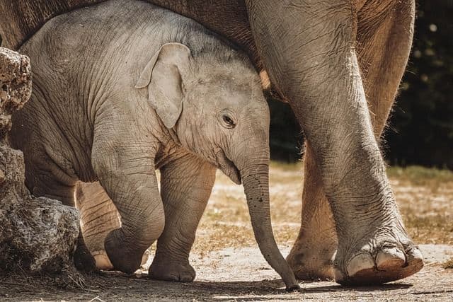Crisis in Madikwe: Too many elephants or just an excuse to hunt them? - Conservation Action Trust