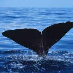 Two whales are filmed feeding off the coast of Cap de Creus