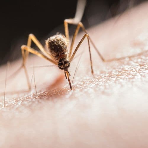 Increased Malaria, Two Deaths, the Government's Anti-Warm Task Force.
