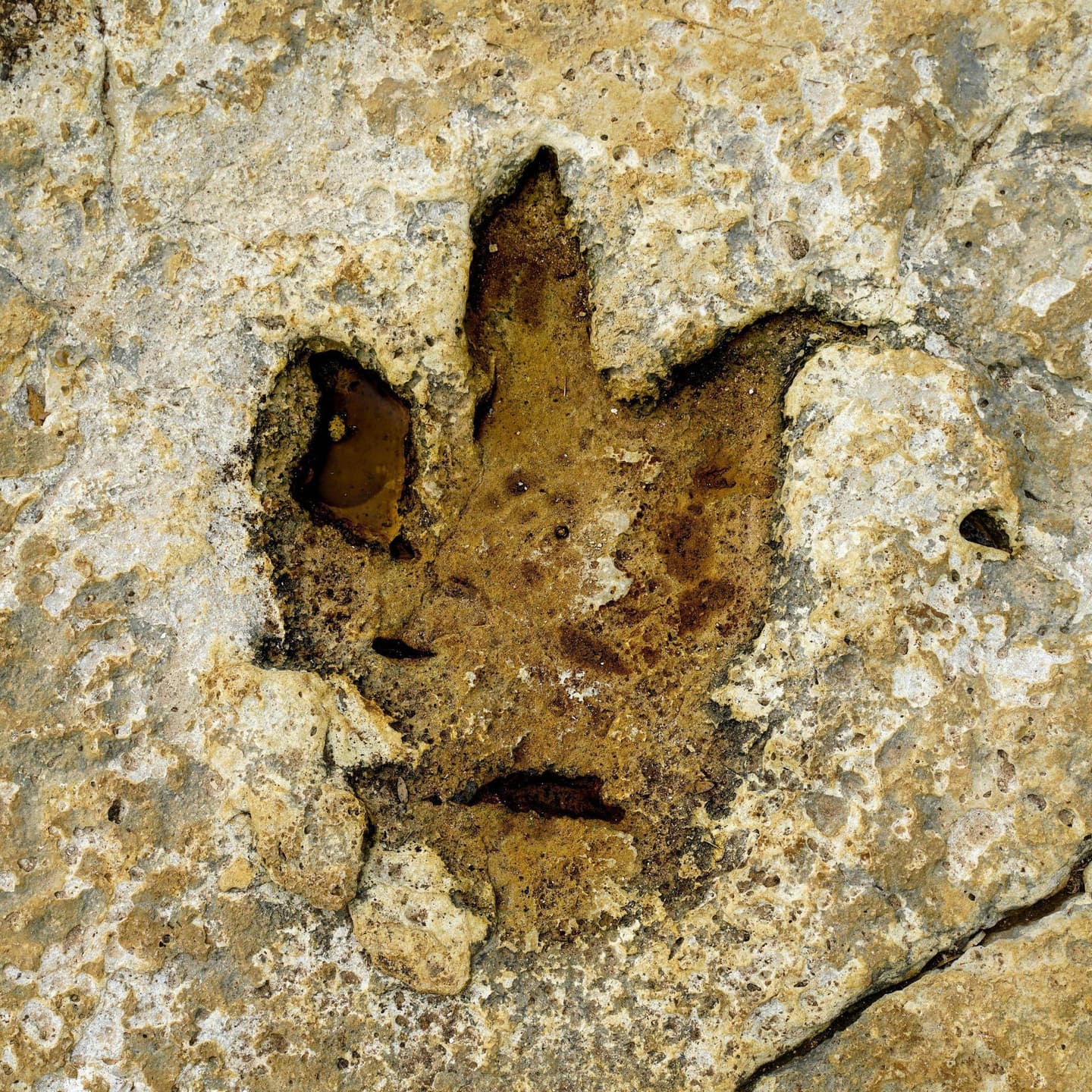 Fossil Footprints Reveal that Dinosaurs of Different Species Moved “in Herd”