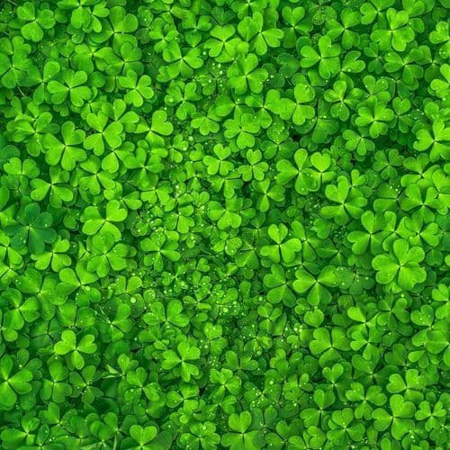 Belfast parking 'fairness' call as people fined on St Patrick's Day but won't be on Twelfth