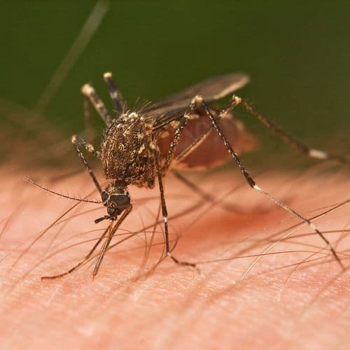 West Nile Virus detected in Macomb County mosquitoes