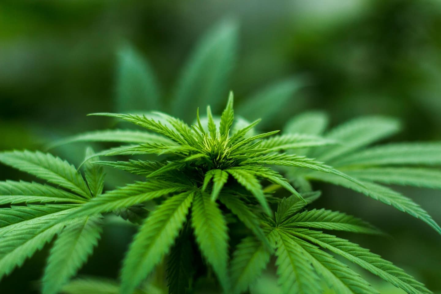 Latest Effort to Legalize Adult-Use Cannabis in Pennsylvania Is a Bipartisan Bill Introduced by Two State Senators