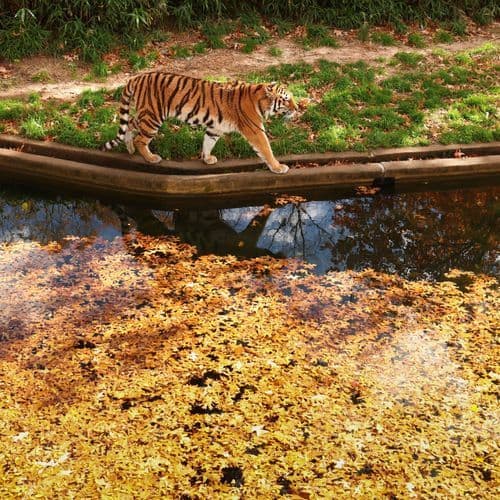 »Queen of the Zoo«: Turtle »Gramma« Died at the Age of 140